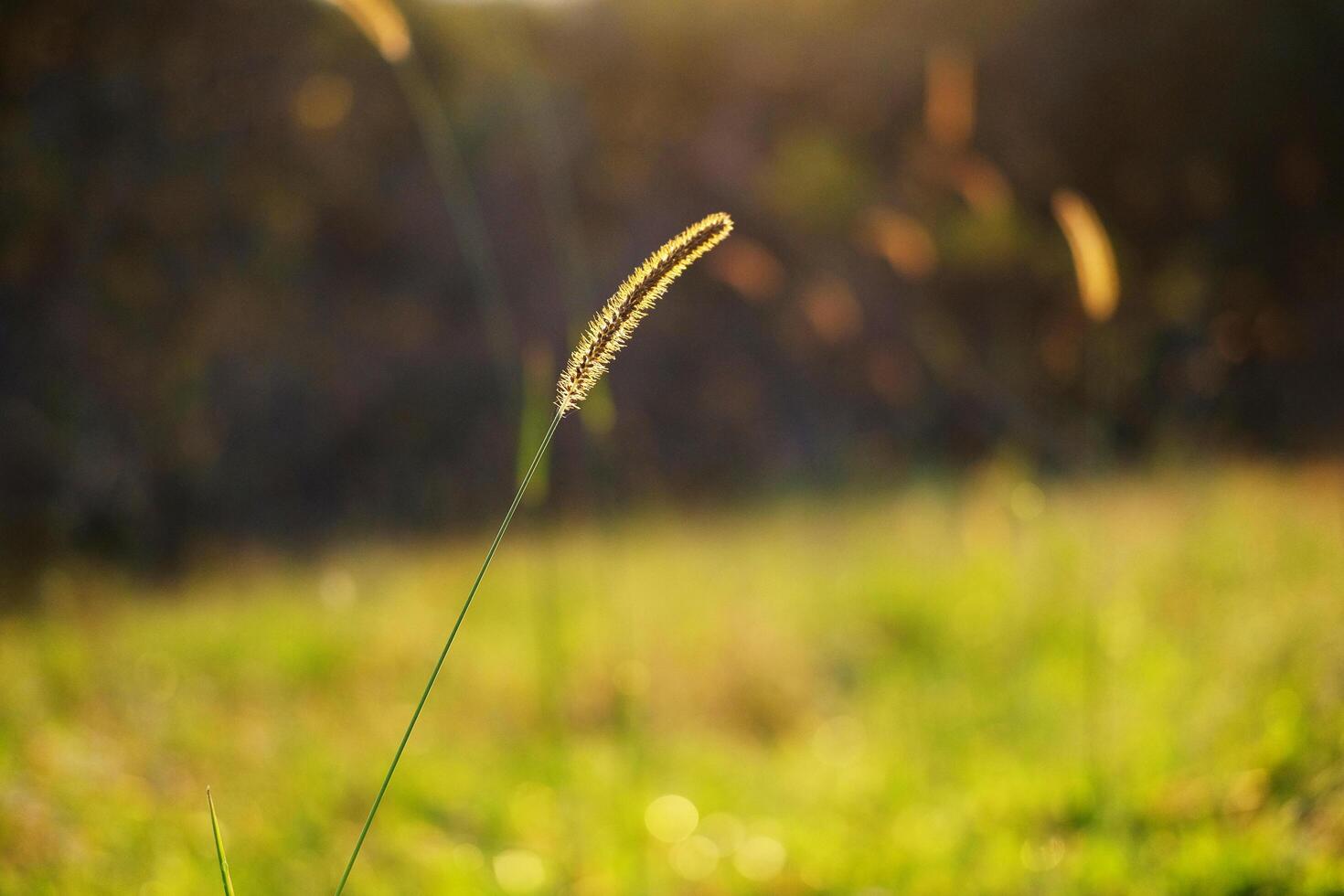 Beautiful grass flower on green lawn in natural sunlight of morning sunrise over field on mountain photo