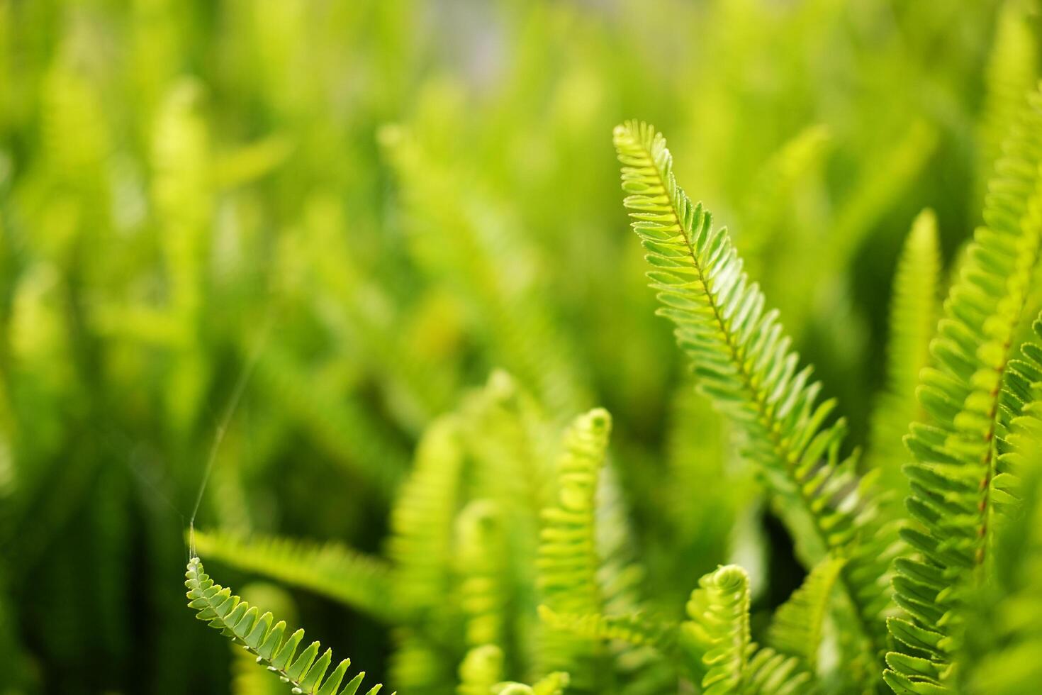 Fresh green fern leaves plant meadow in tropical forest and natural sunlight in sunny bright day background. Copy space photo