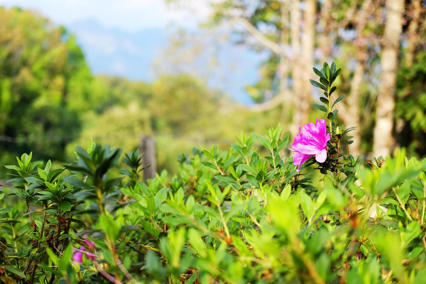 Blooming fresh pink Azalea flowers meadow in natural sunlight decorated in garden. Copy space photo
