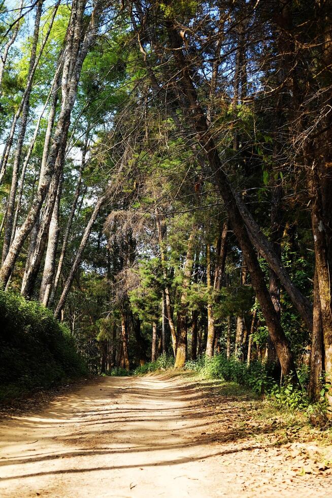 Beautiful sunshine in pine forest with walking route dirty road and tail on the mountain photo