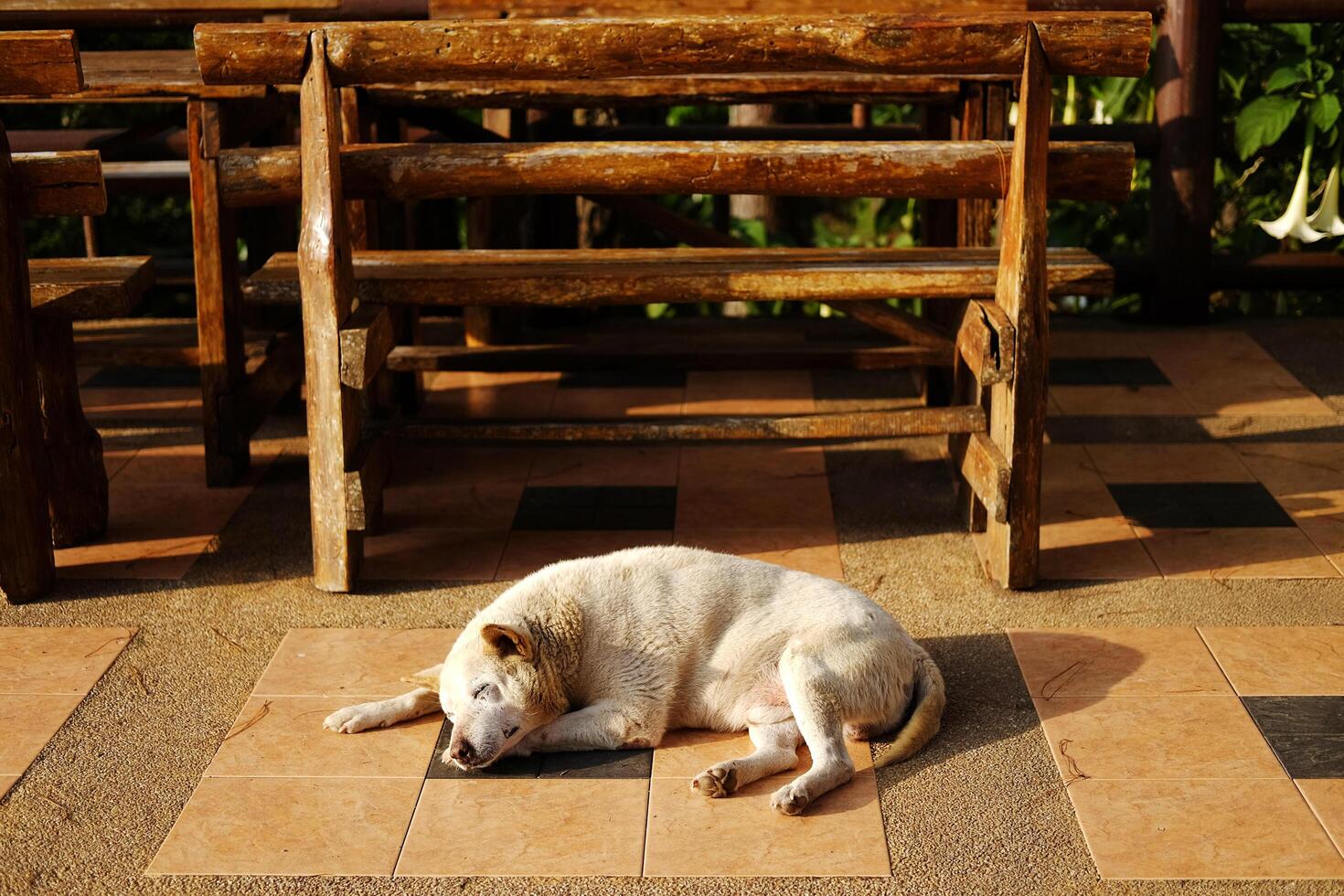 Adorable white dog sleeping on terrace in natural sunlight in countryside of Asian photo