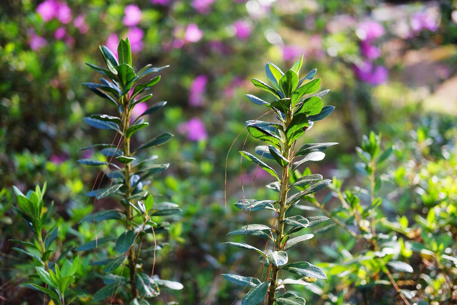 Bright and fresh green leaves of plant in blooming pink flowers field with sunlight on summer. Ecology natural background photo