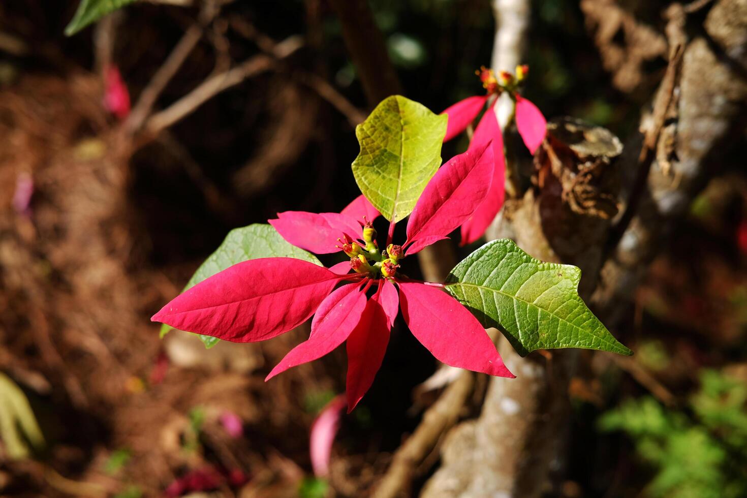Blooming red Poinsettia tree in natural sunlight of tropical forest photo