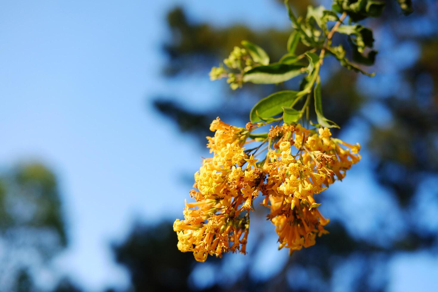Blooming vibrant orange cestrum or yellow shrub jessamine flowers branch with blue sky in natural sunlight. Copy space photo