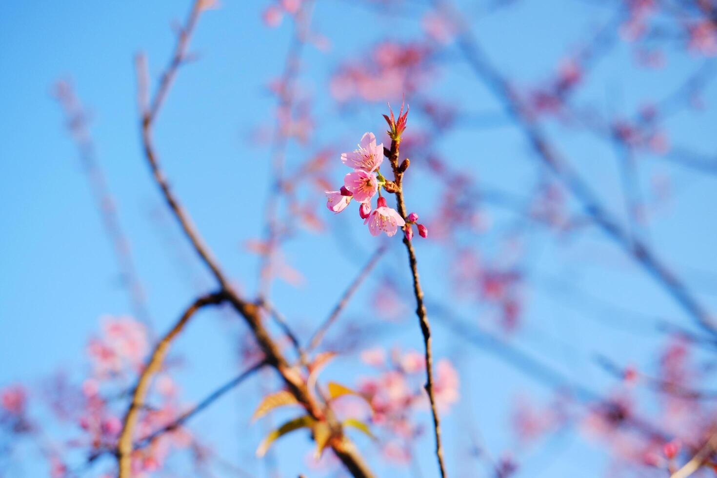 Macro photo of blooming pink wild Himalayan Cherry flowers branch and buds with blue sky in natural sunlight of sunny day. Copy space