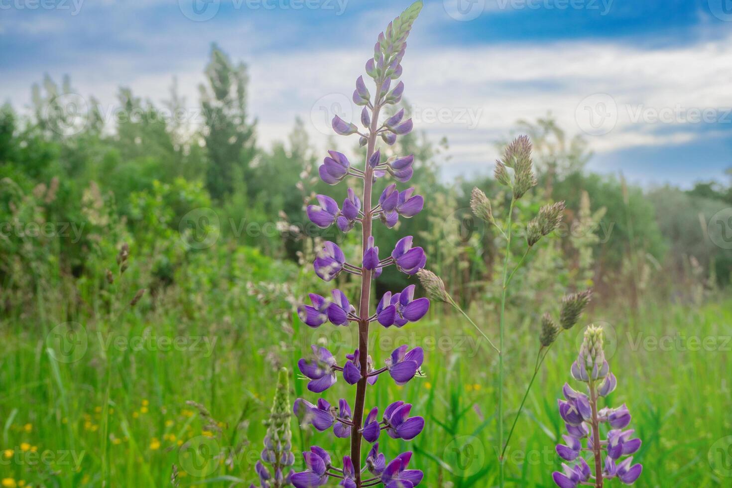 Blooming lupine closeup. Flowering purple lupine. Summer flowers meadow. Natural landscape background. photo