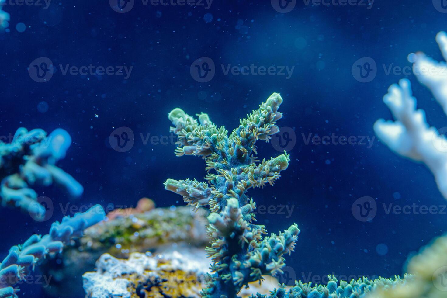 Acropora SPS Coral Macro Photo Branching Reef Polyps Underwater Marine Life Closeup