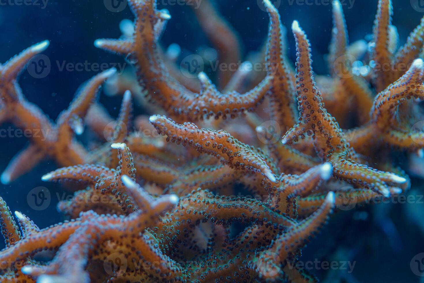 Macro Photo of Pocillopora damicornis SPS Coral in Underwater Reef Closeup
