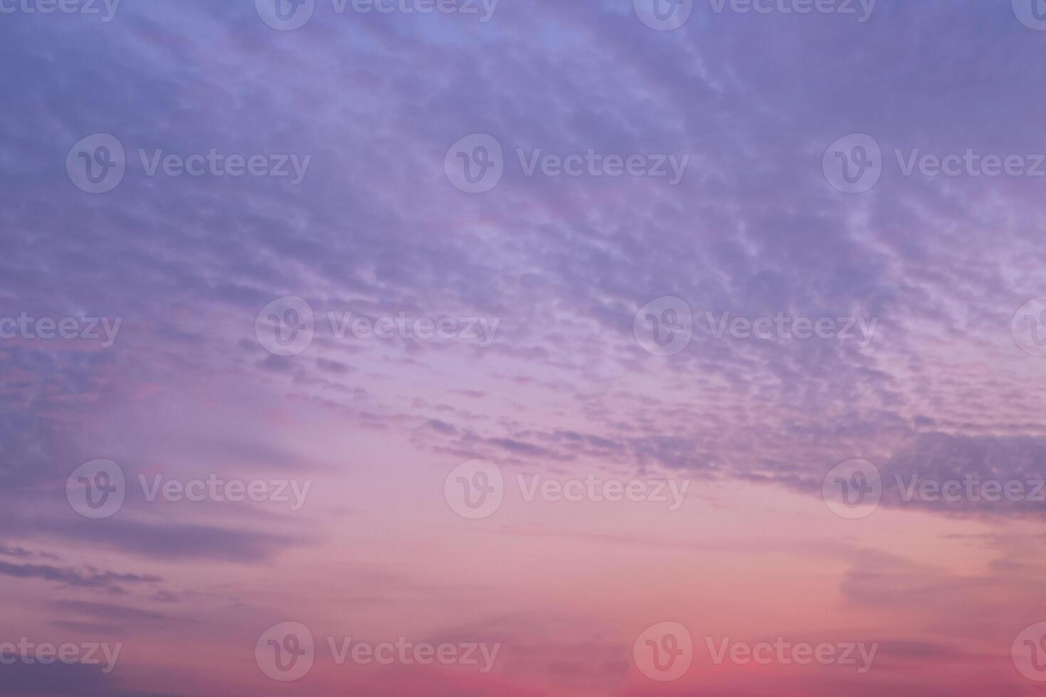 Purple or pink bright sunset sky with many small and soft gray clouds. Background. photo