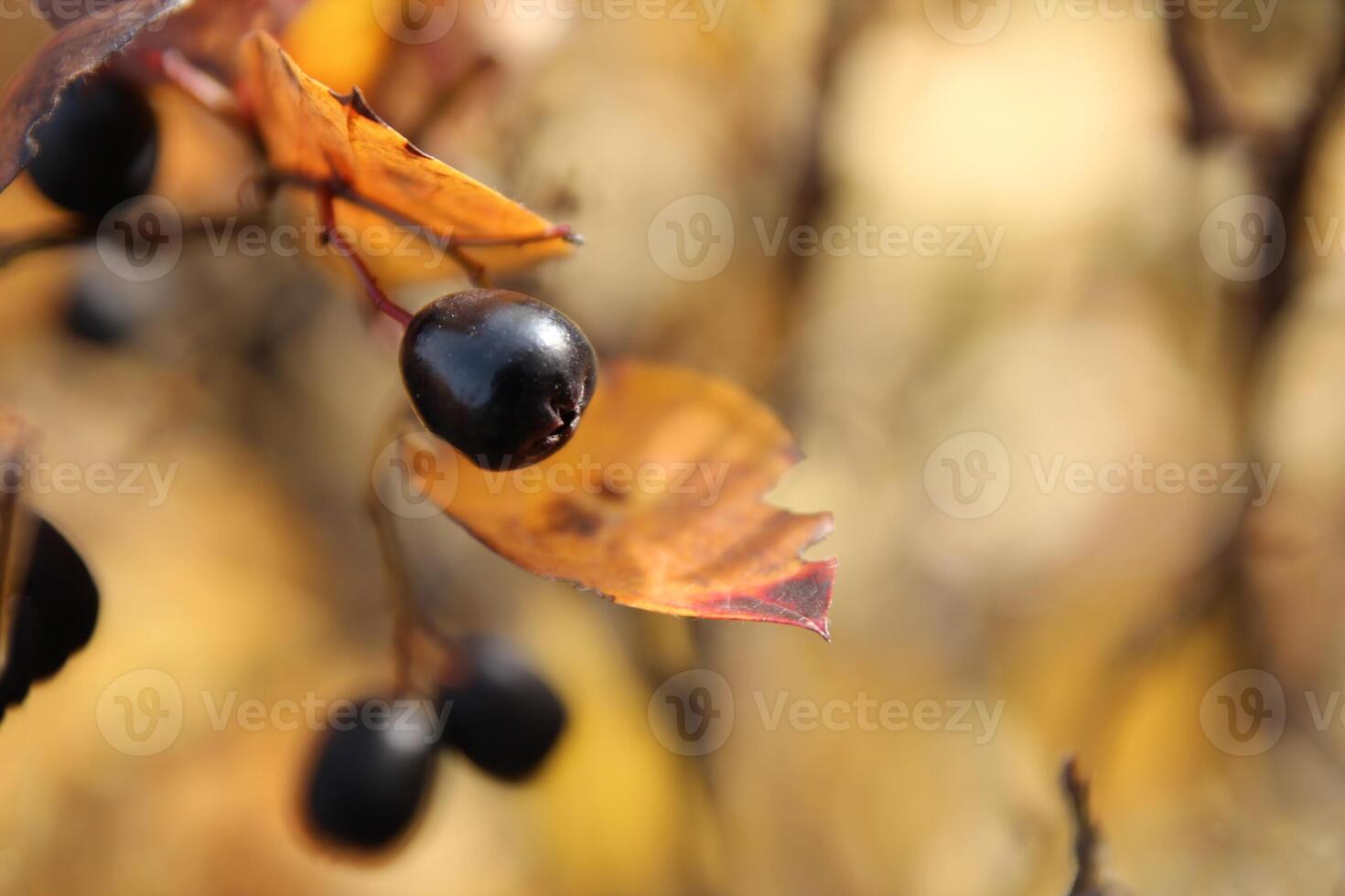 Black berry and yellow autumn leaves. Macro image. Selective focus. photo