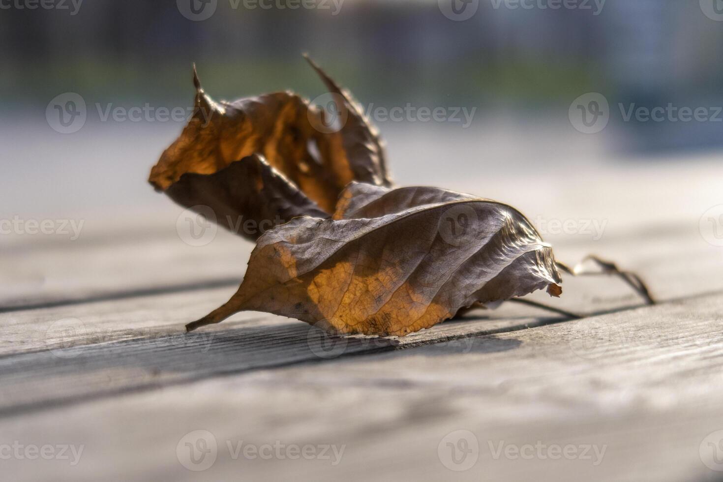 2 dry brown autumn leaves closeup. Selective focus. photo