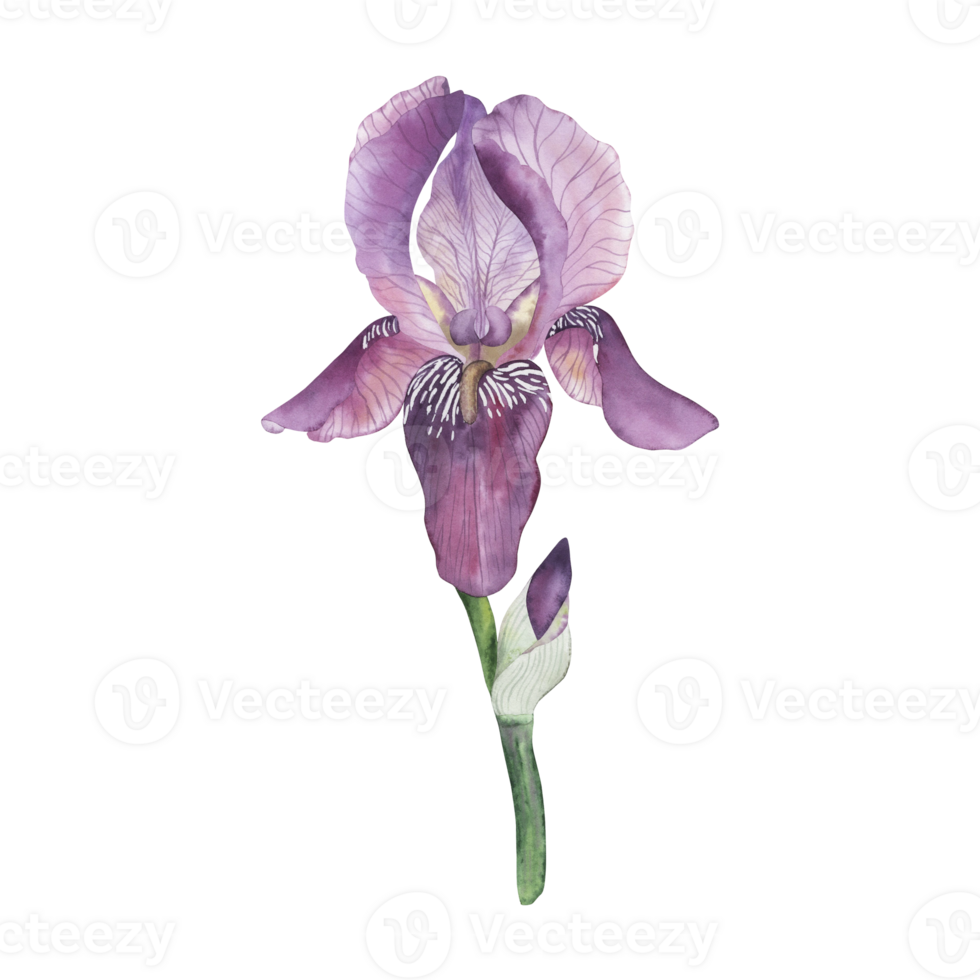 Violet iris with an unsuccessful bud on a green stem. The flower is painted with watercolor in delicate pastel colors in a botanical style. For wedding invitations, goals of design, packaging, cards png