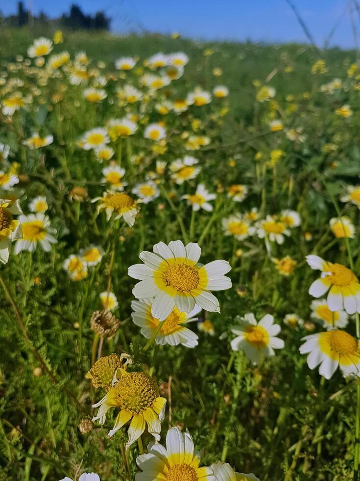 Cladanthus mixtus, a striking flowering plant renowned for its vibrant blooms and aromatic foliage, is commonly known as Mediterranean chamomile and flourishes in sunny settings. photo