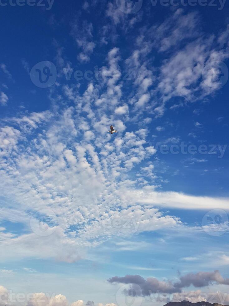 Fluffy white clouds drift lazily across a brilliant blue sky, with a lone white seagull soaring through them, its black and white wing markings adding a striking contrast. photo