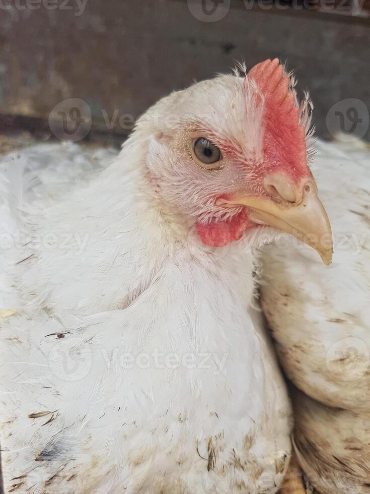 a close-up of a white chicken from one side, focusing on its beak and eye, providing an intimate glimpse of its distinctive features and personality. photo