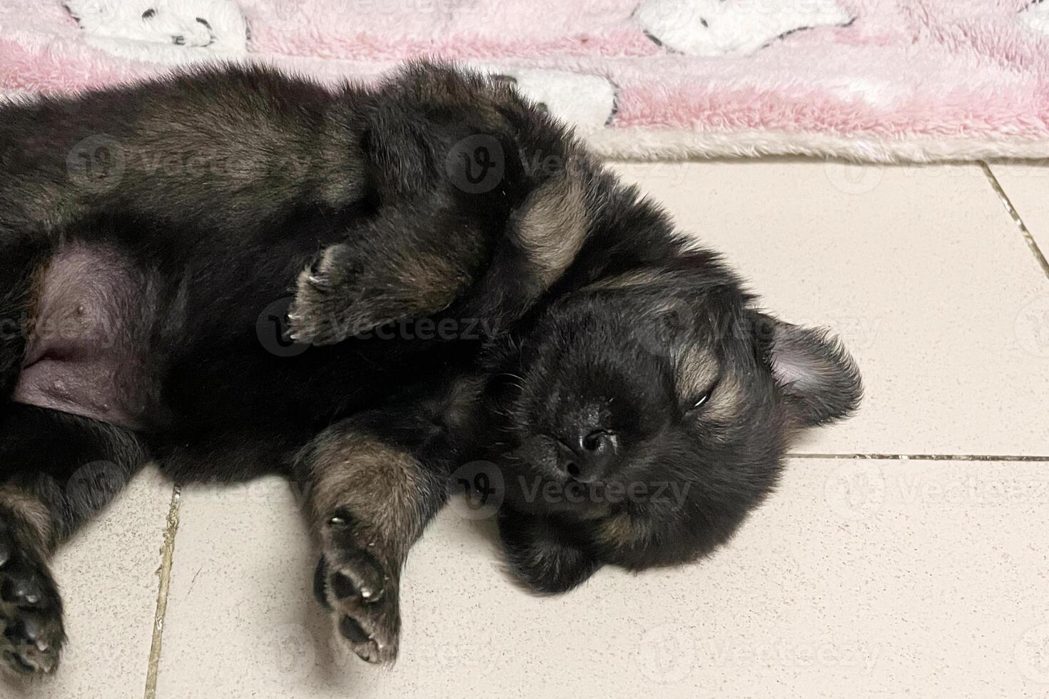 Puppy indoors. Dog playing. Home pet. Cute little puppy sleeping on floor. Animal in a house. Domestic animals. fun pup photo