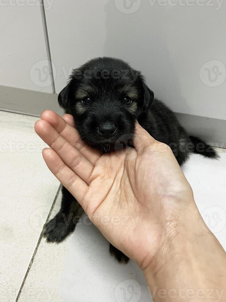 Little black fluffy puppy sitting on the floor. Indoor. photo