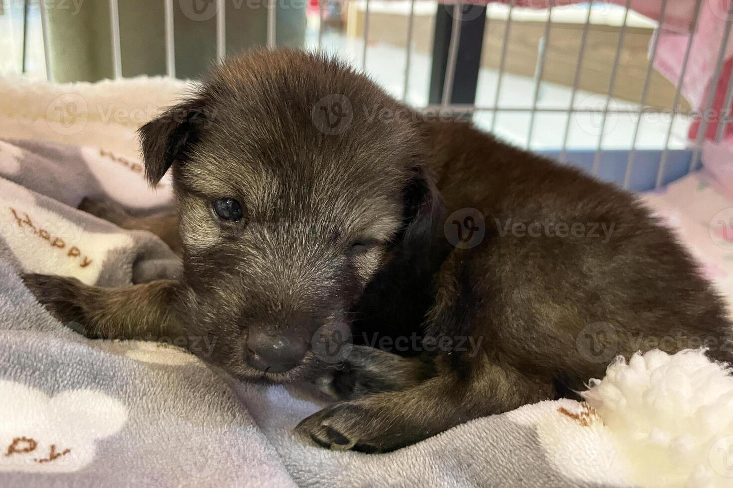 Stray dog in animal shelter waiting for adoption. Portrait of homeless dog in animal shelter cage. Dog behind the fences. photo