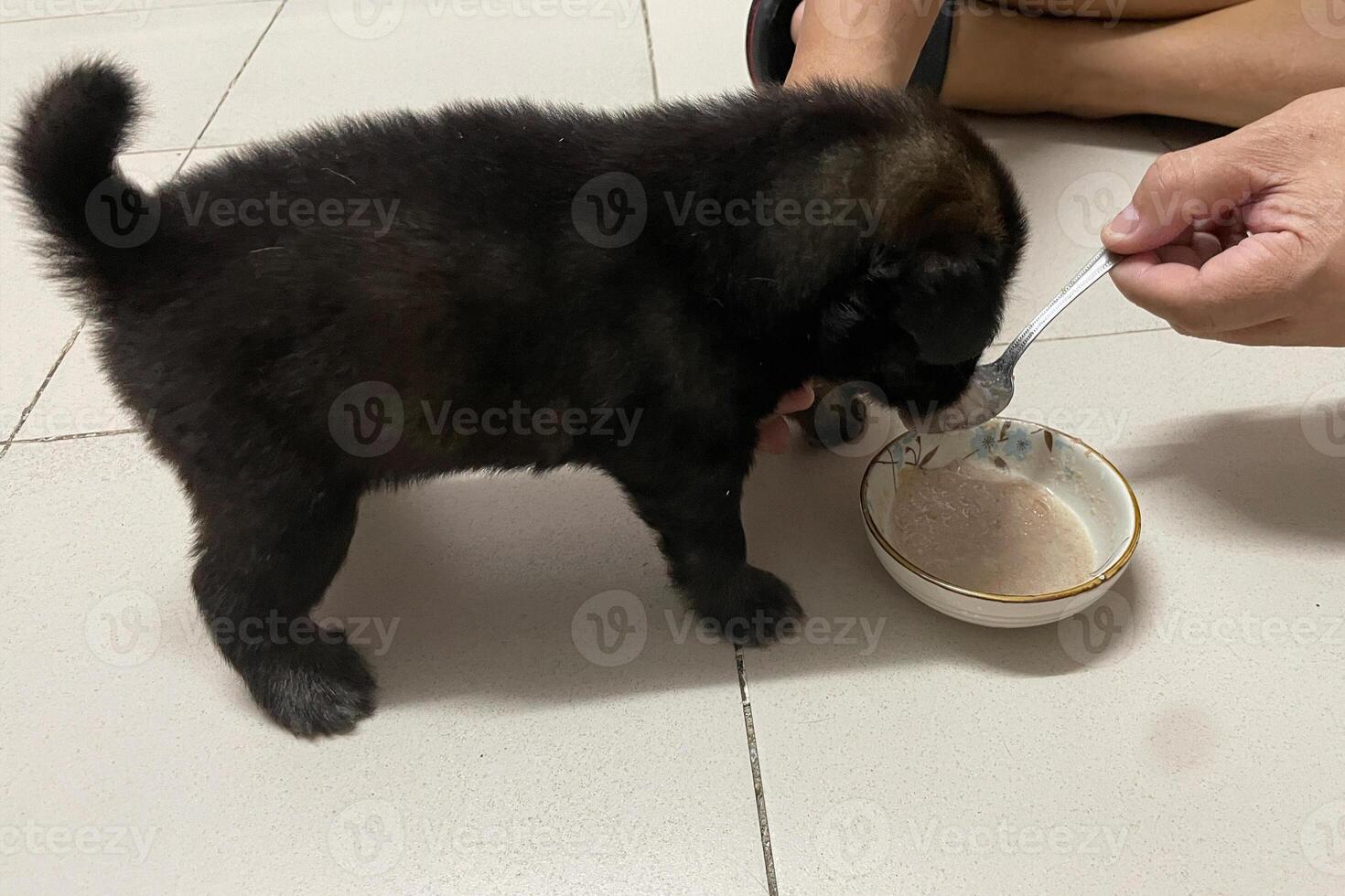 feeding puppy dog with spoon. photo