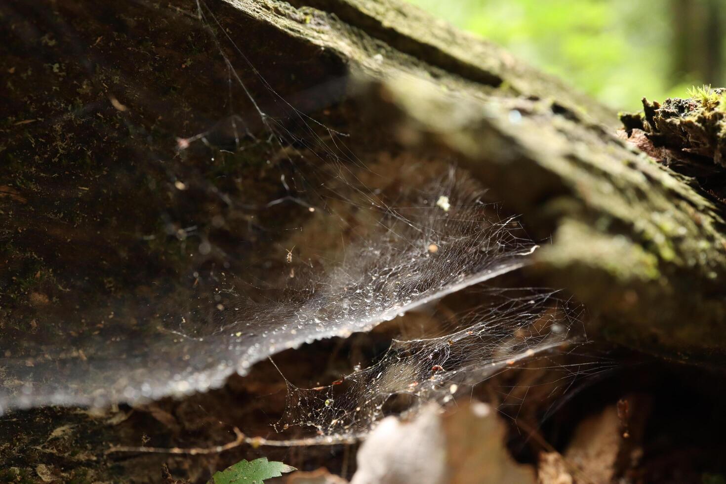 Cobweb in a summer green forest photo
