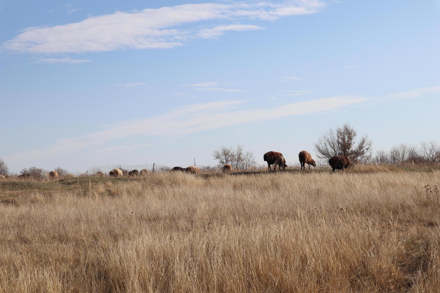 sheep graze in the steppe, summer nature photo