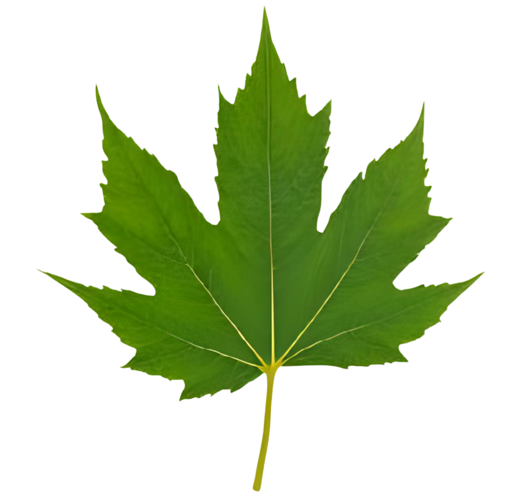 Maple leaf transparent transparent transparent transparent transparent transparent transparent transparent transparent transparent transparent transparent transparent transparent transparent transparent png