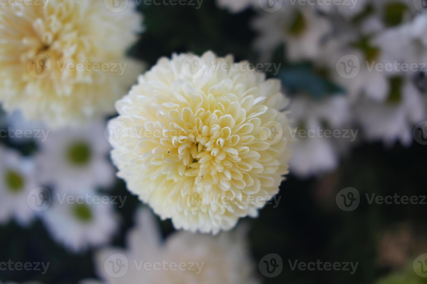 Soft Yellow White Chrysanthemum Bloom photo