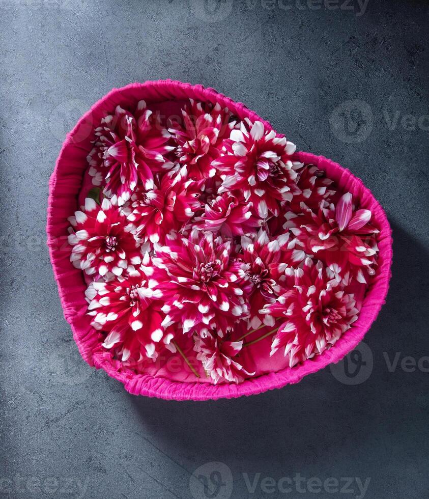 Fuchsia wicker heart shaped basket filled with vibrant bi-color dahlia flowers creating romantic and visually appealing scene against dark textured background, valentines day photo