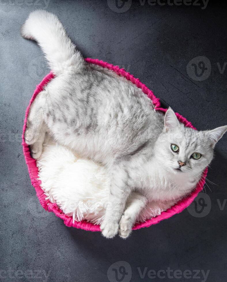 Gray cat lying in fuchsia wicker basket in heart shape with white fur lining standing on dark gray surface enjoying moment of comfort and relaxation, valentine's day gift, photo
