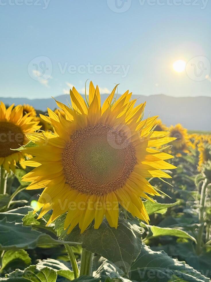 Sunflower field with mountains in the background photo