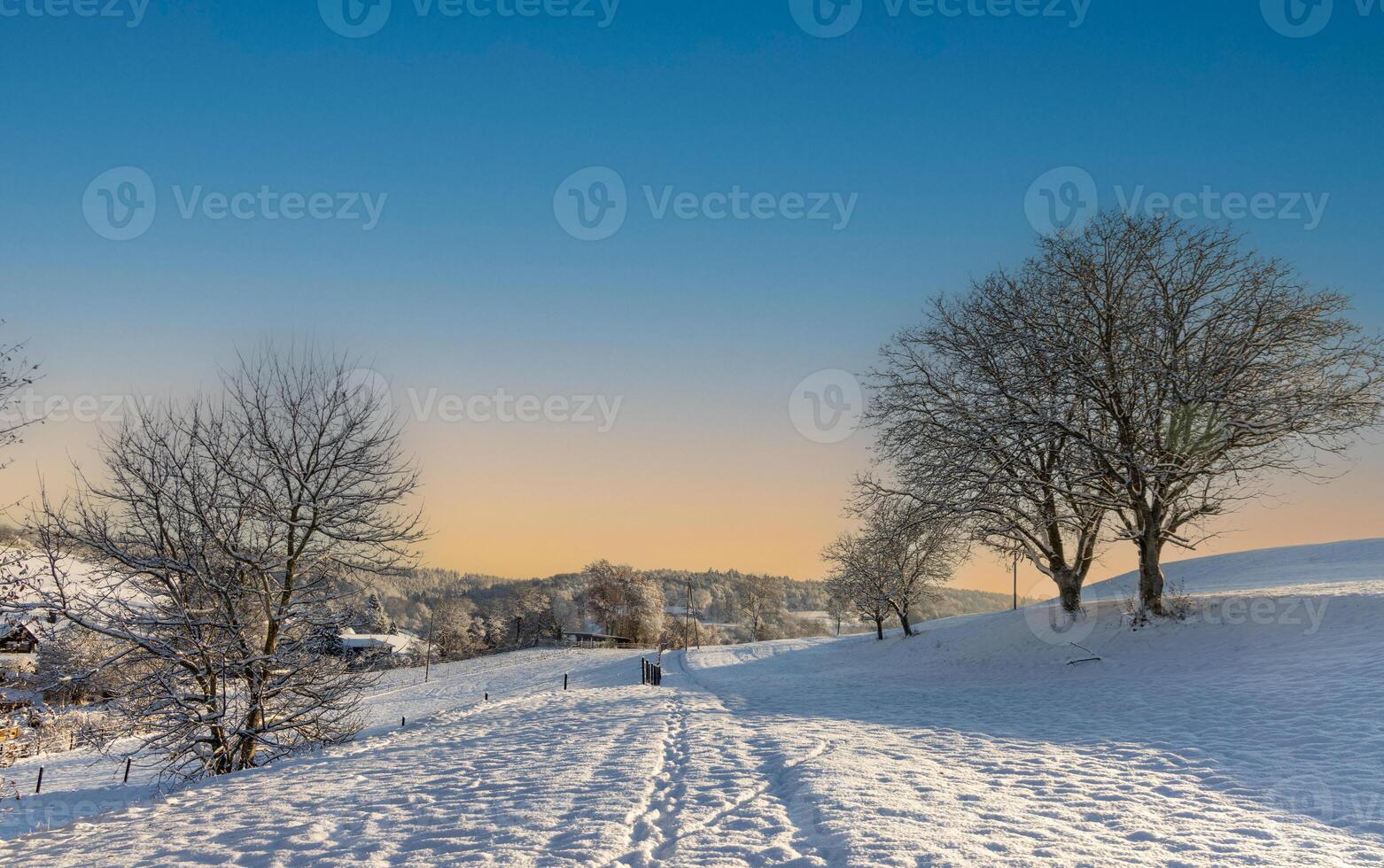 Bald trees covered with hoarfrost stand on snowy hills in the suBare frostcovered trees on snowy hills photo