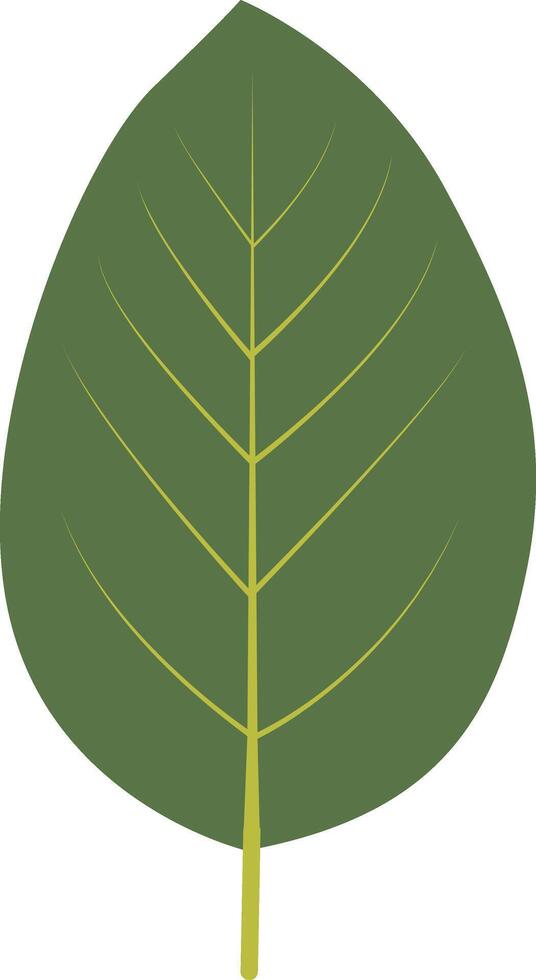 Exotic Green Tropical Leaves. Flat Illustration. vector