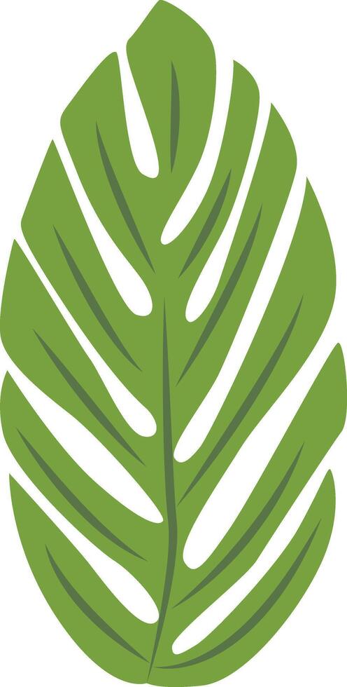 Exotic Green Tropical Leaves Isolated on White Background. vector
