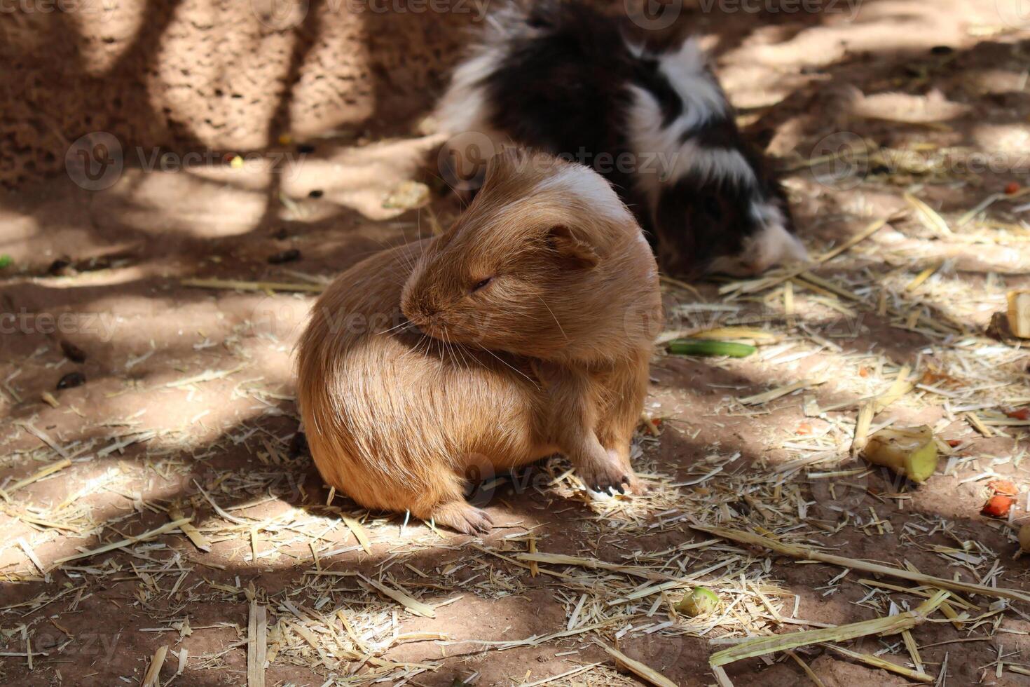 Adorable Guinea Pigs in a Rustic Outdoor Habitat Under Warm Sunlight photo
