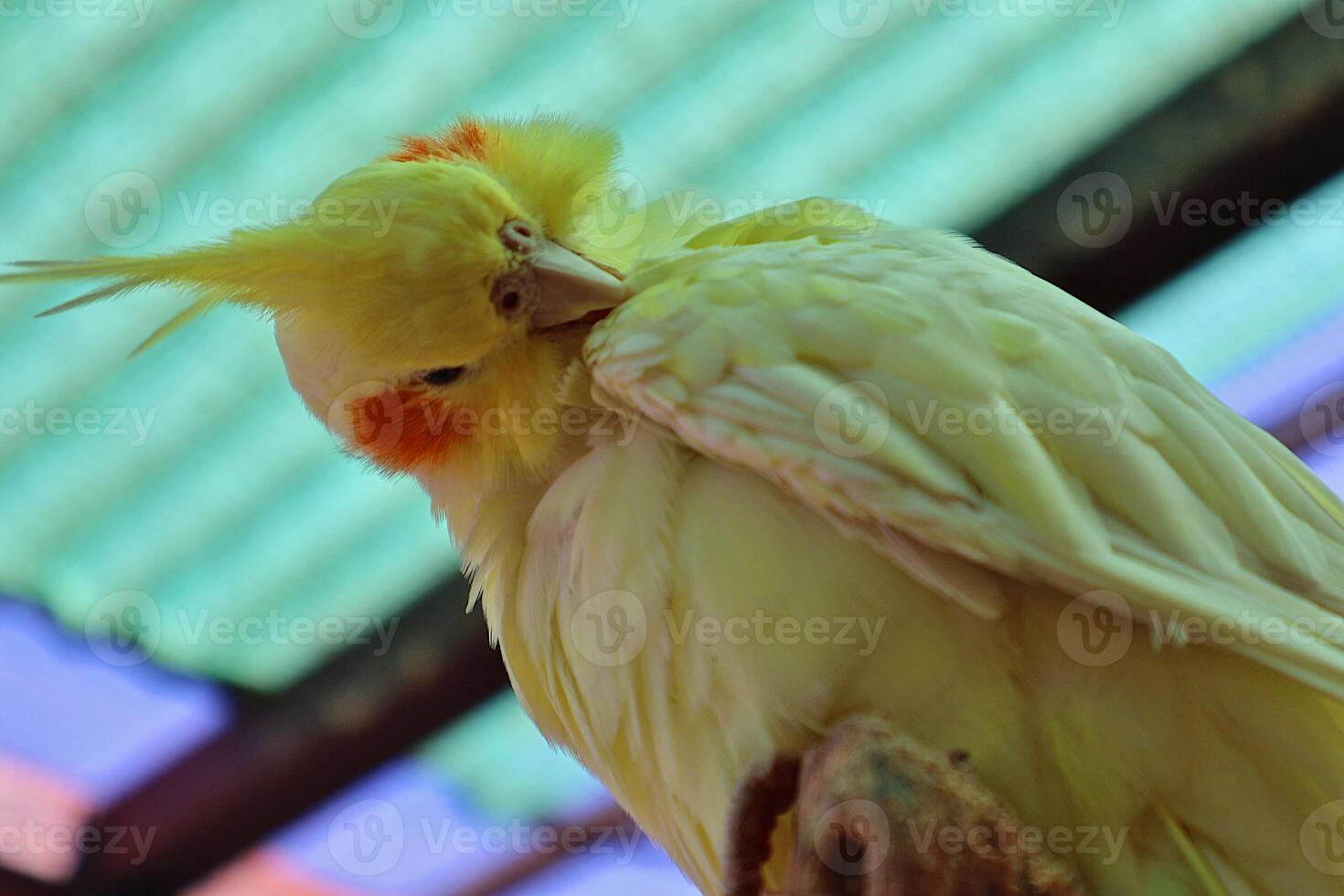 Yellow Cockatiel Grooming Its Feathers in a Vibrant Natural Setting photo