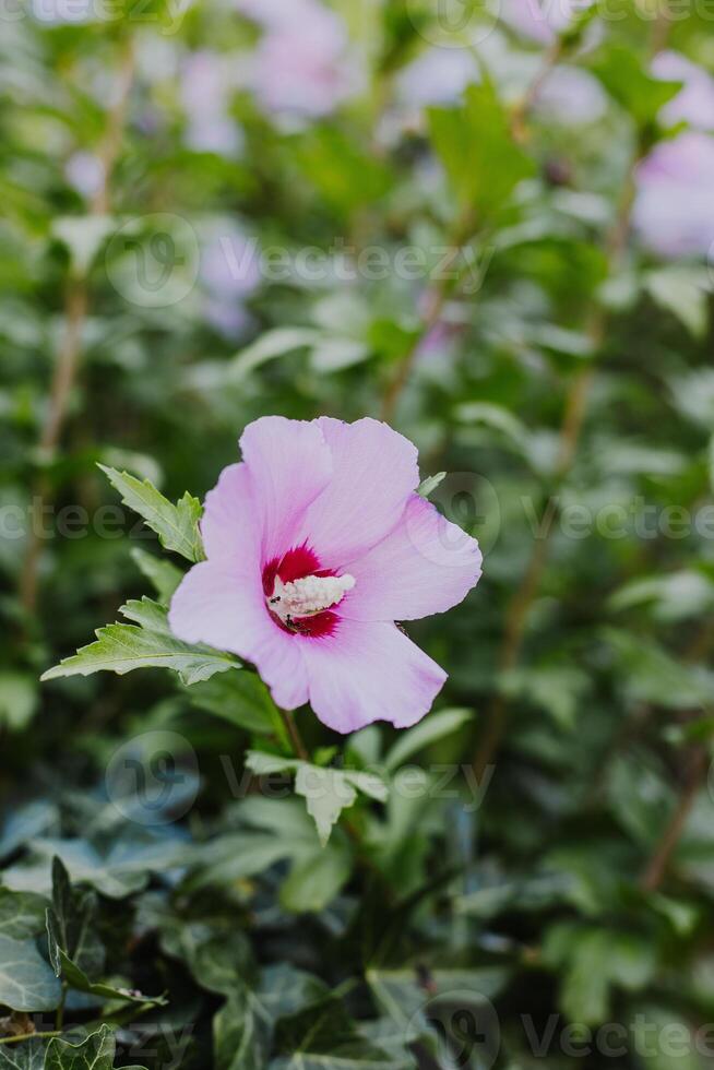 Beautiful pink Hibiskus flower in a summer garden. Close-up. photo