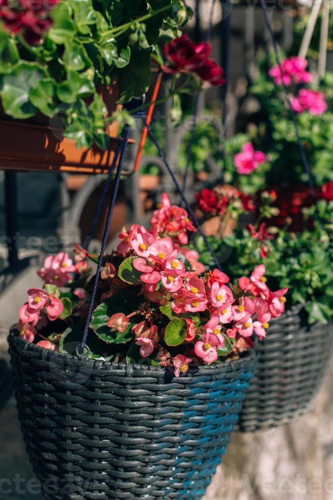 Beautiful pink flowers of Begonia in a basket on a summer street. photo