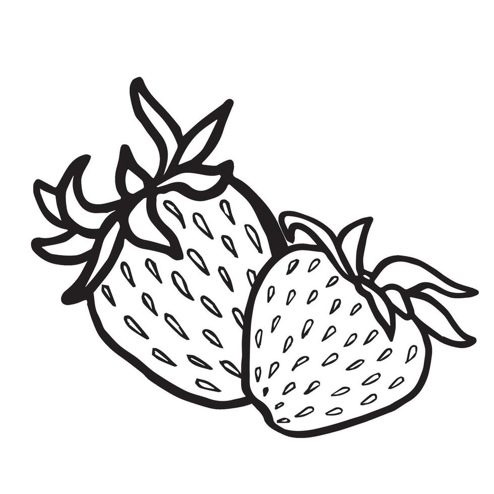 Two strawberry hand drawn isolated illustration for food desing. Fresh garden berries black and white sketch, organic healthy food. Summer fruit in line art style for cosmetic, textile. vector
