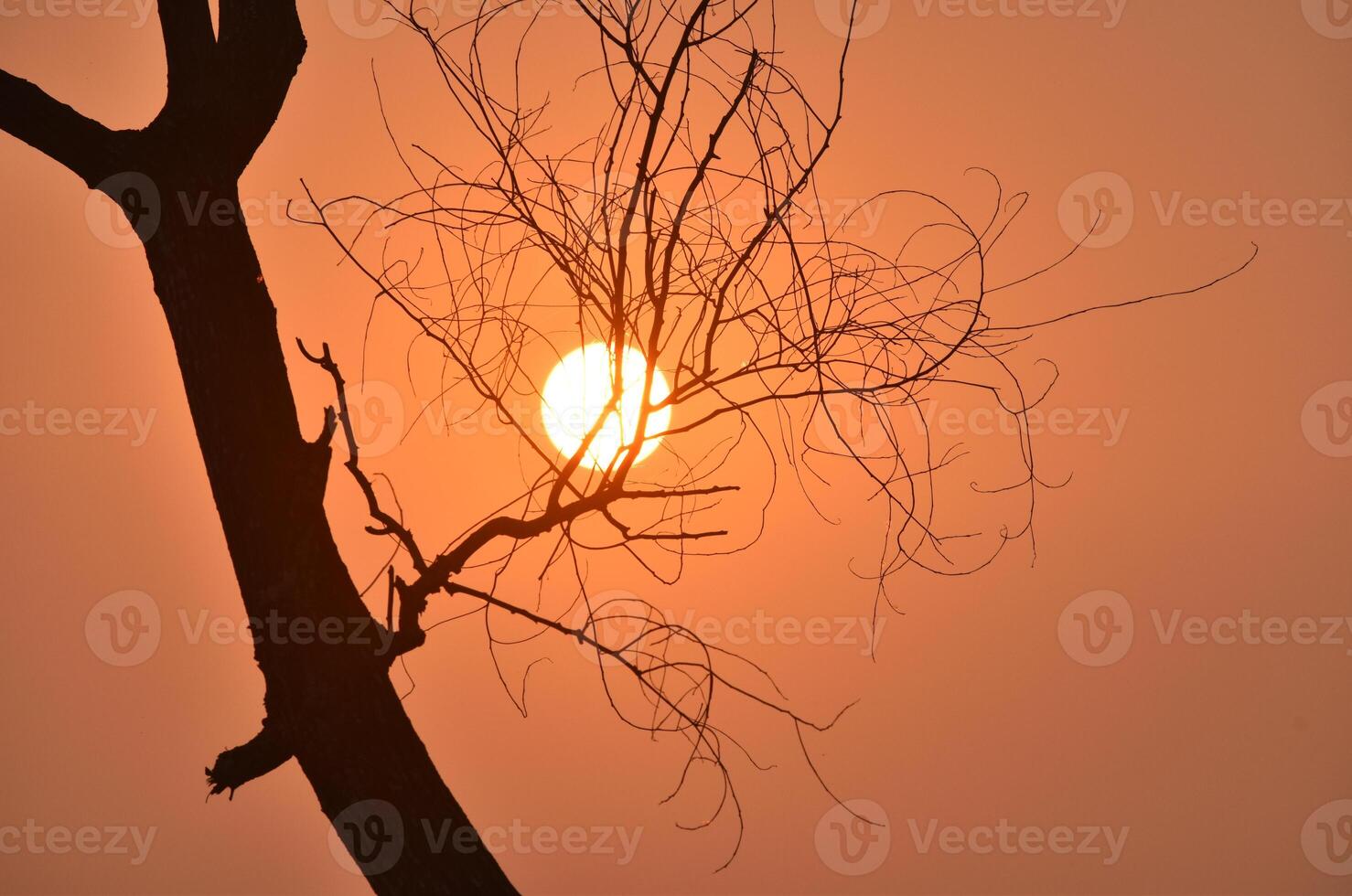 Elegant long tree sunset nature photography photo