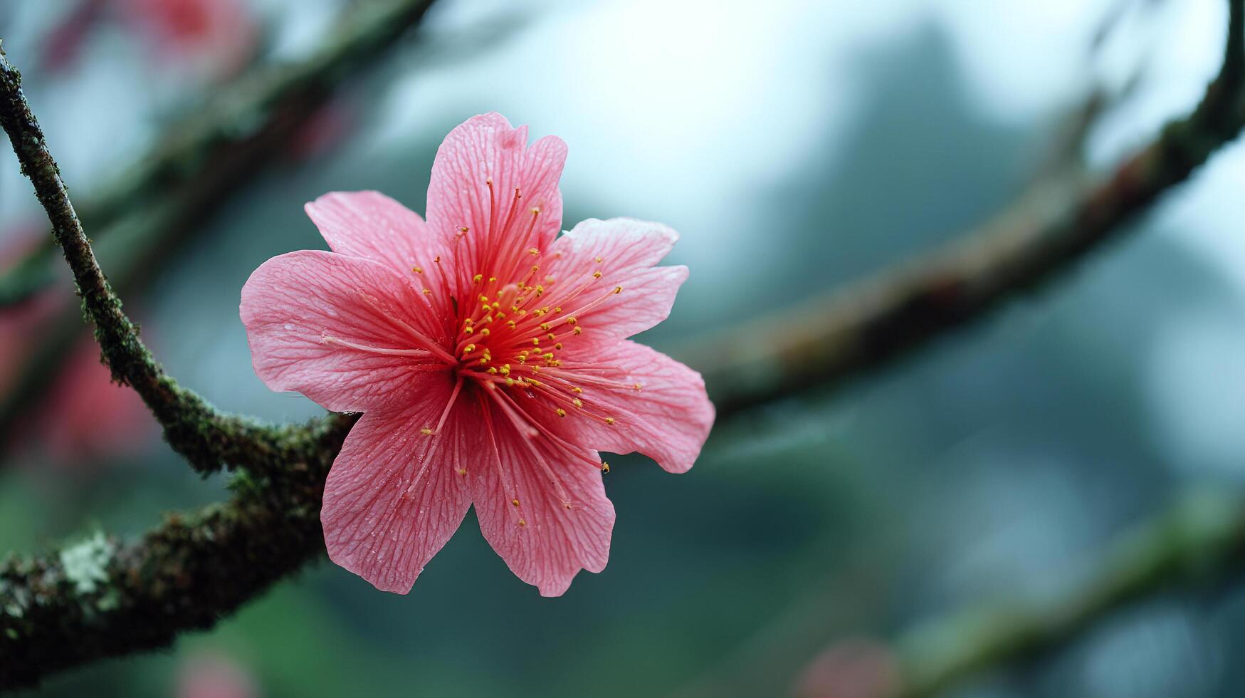 Photo image of flower with radiant color and vibrant springtime feeling