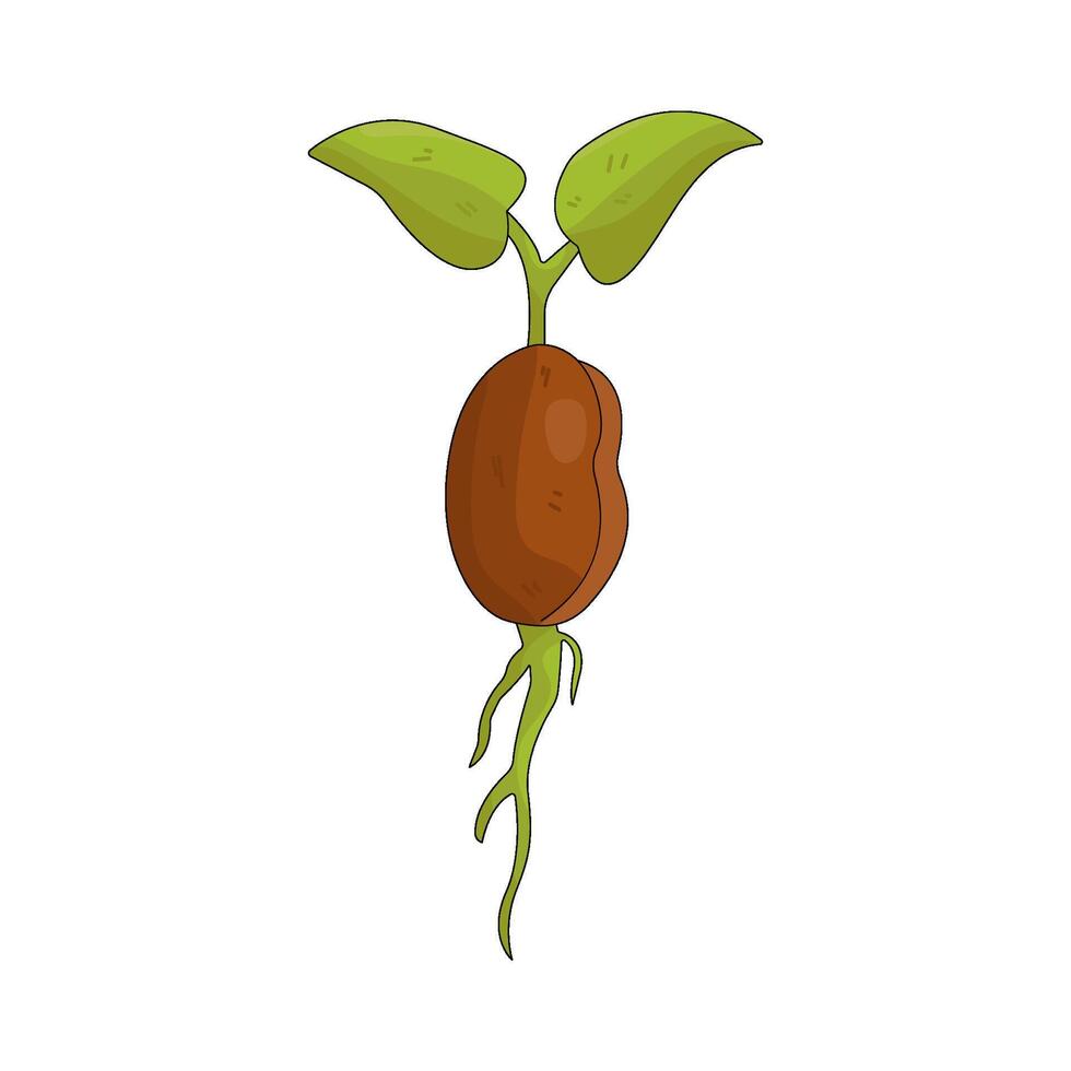 Sprouting Bean Seedling vector