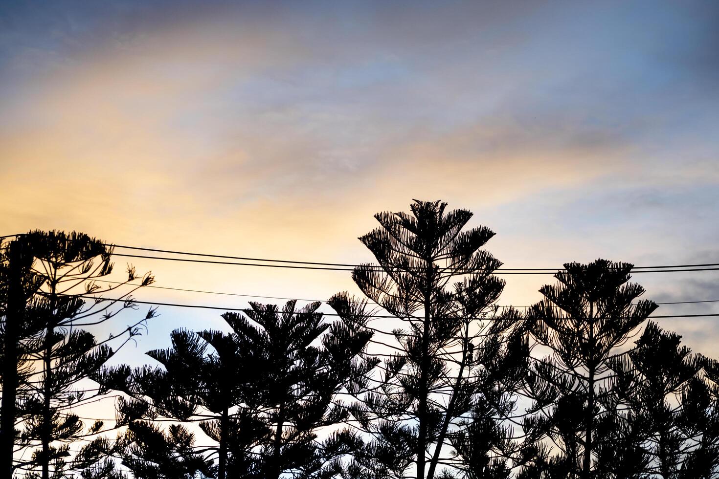 siluiate of pine on the sky background photo