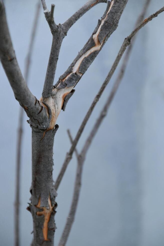 Dry plant branch on top of the roof photo