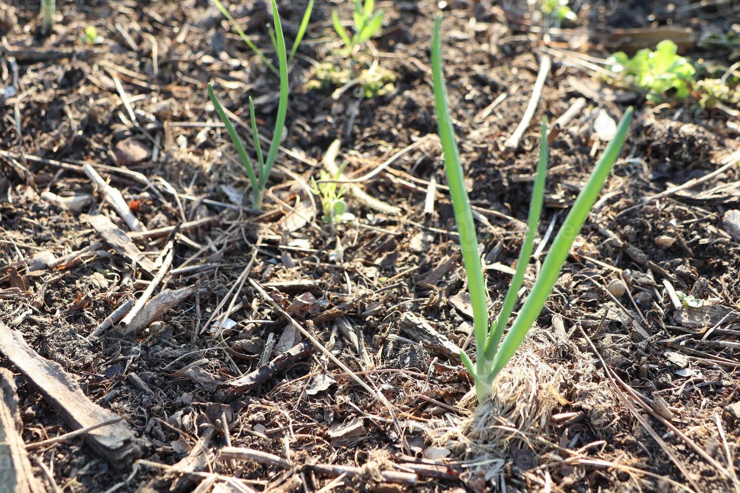 Fresh Green Onions are Sprouting Vibrantly in a Beautiful Garden Bed that is wellkept photo