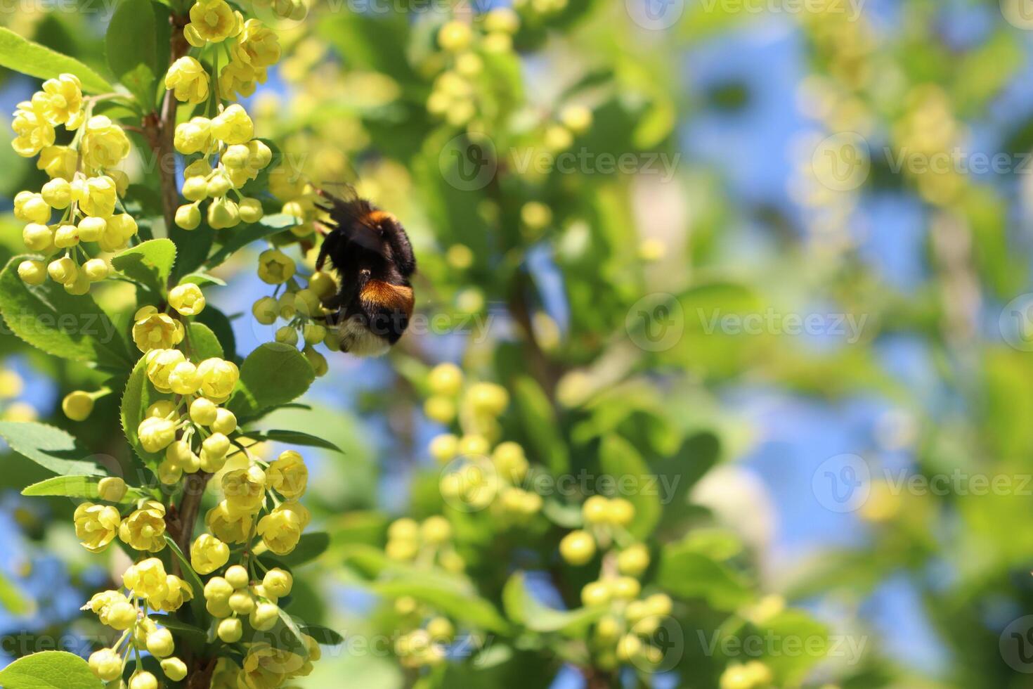 A Bumblebee Engaging in Pollination of a Beautiful Flowering Plant During the Spring Season photo