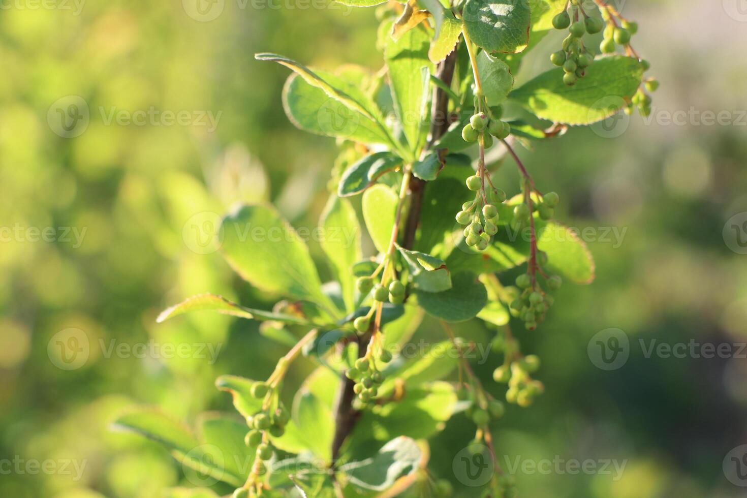 A vibrant green plant with thriving, healthy leaves and bountiful clusters of ripe fruit photo