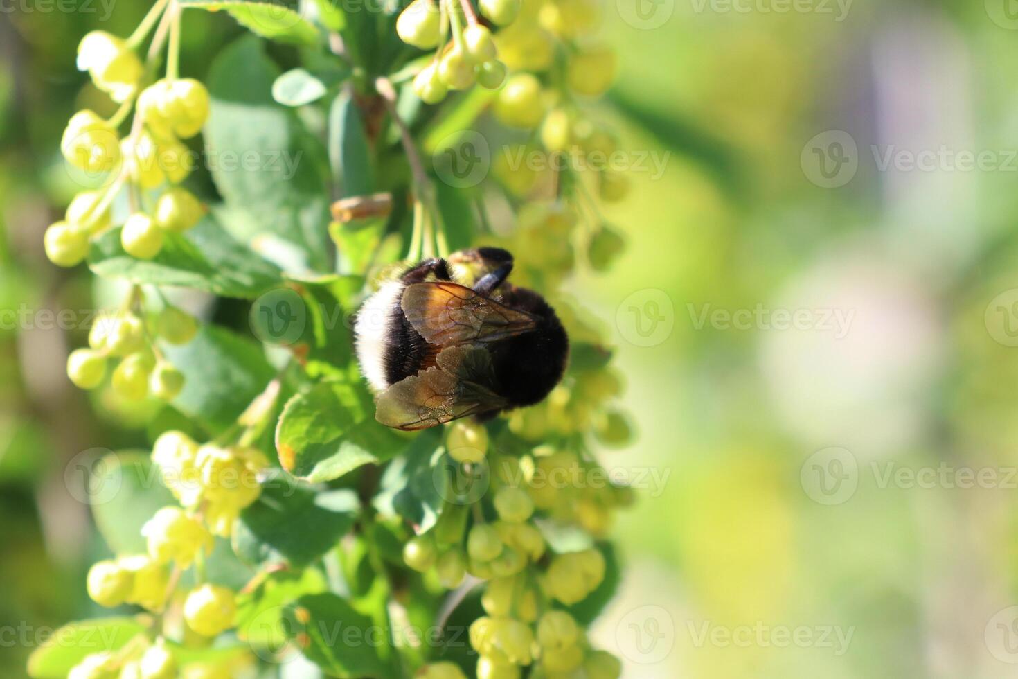 Bees are Busy Pollinating Beautiful Blossoms in a Vibrant Springtime Garden Scene photo