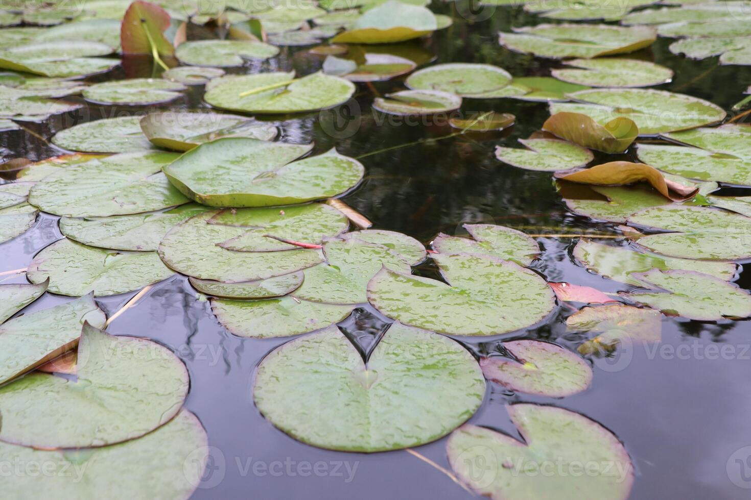 The Serene Lily Pads are Gently Floating on the Calm Water Surface, Creating a Peaceful Scene photo