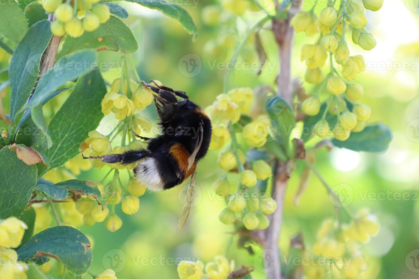 A Beautiful Bee Pollinating Bright Yellow Flowers During the Vibrant Season of Spring photo