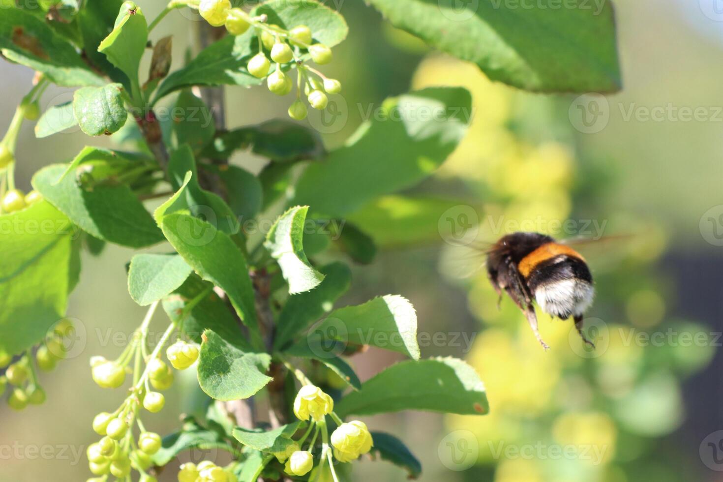 A Bumblebee Pollinating Flowers in Natures Vibrant Garden Ecosystem, Creating Life photo
